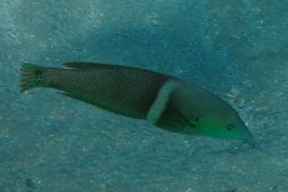 Coris aygula - Spiegelfleck-Junker (Clown-Lippfisch, Spiegelfleck-Lippfisch)